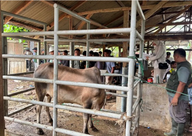 209 Desa Terdampak Bencana Banjir di Aceh Tamiang Terima Sapi Meugang Dari Presiden