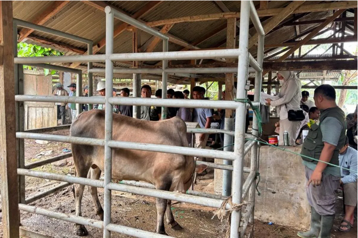 209 Desa Terdampak Bencana Banjir di Aceh Tamiang Terima Sapi Meugang Dari Presiden