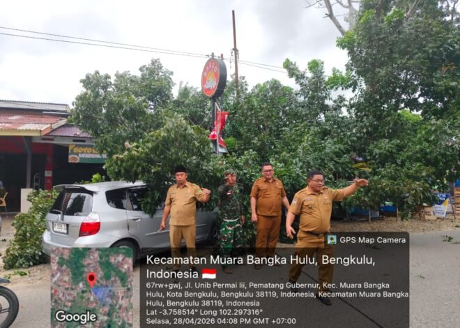 Lagi Makan Bakso, Mobil Milik Pegawai Dispendik Kota Bengkulu Tertimpa Pohon Tumbang