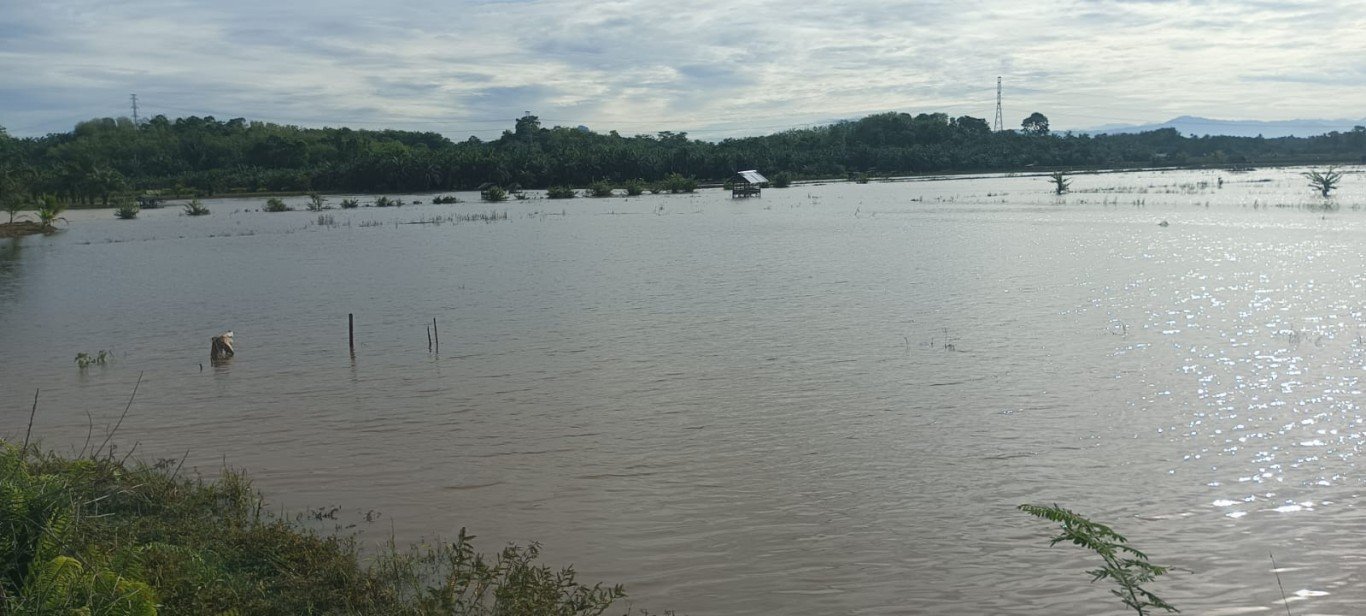 Suasana Lahan persawahan yang akan di jadikan perumahan saat banjir melanda seperti lautan.