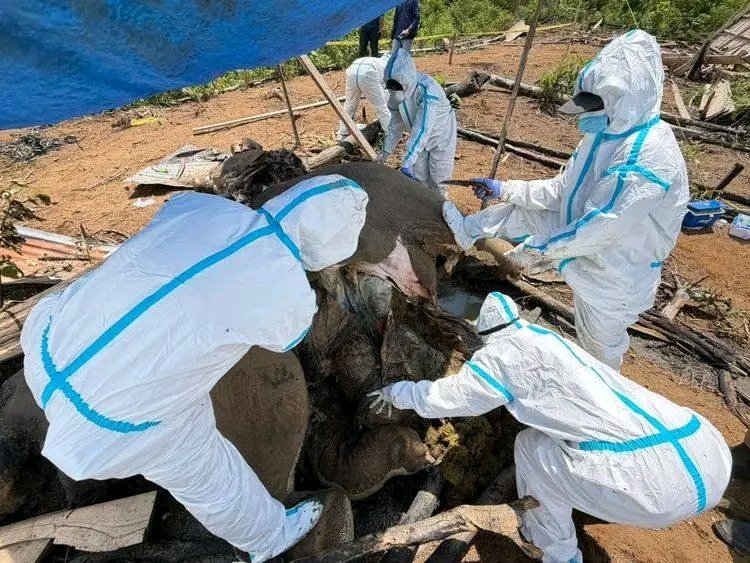 Kemenhut Lakukan Investigasi Penyebab Kematian Induk & Anak Gajah Sumatera di MukoMuko