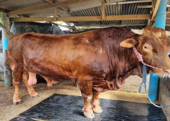 Jelang Hari Raya Idul Adha Stok Hewan Kurban di Bengkulu Capai 20 Ribu Ekor