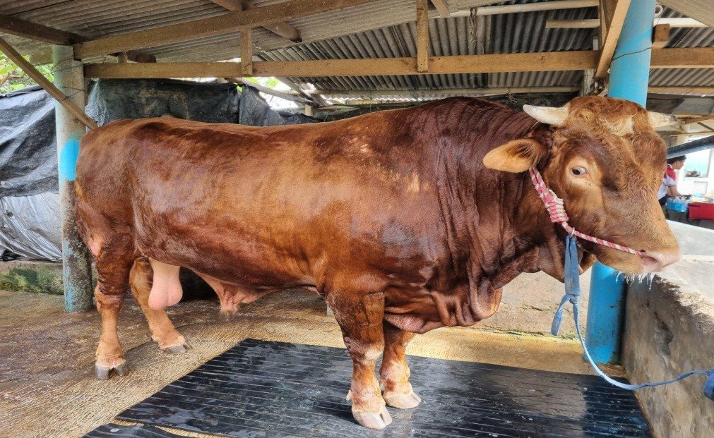 Jelang Hari Raya Idul Adha Stok Hewan Kurban di Bengkulu Capai 20 Ribu Ekor