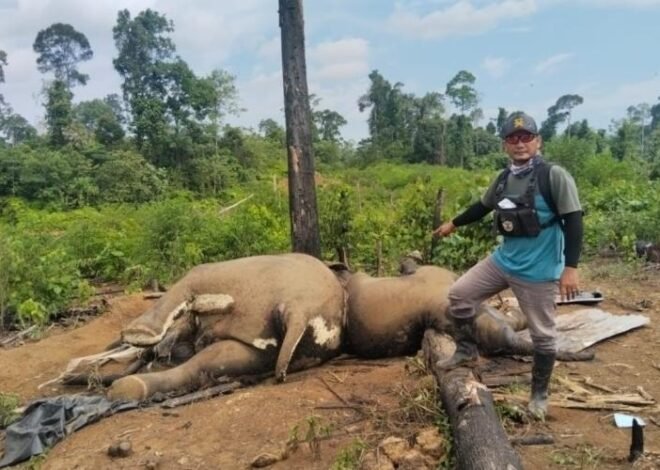 Penyebab Kematian Dua Gajah Konsesi PT. BAT Di Selidiki Polda Bengkulu
