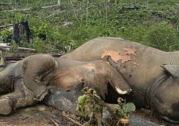 Tragis Induk & Anak Gajah Sumatera Ditemukan Tewas di Konsesi PT. BAT, Tim Bksda Diterjunkan