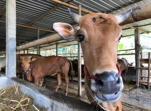 Sambut Idul Adha 1447 H, Pemkot Bengkulu Targetkan Kurban 100 Ekor Sapi