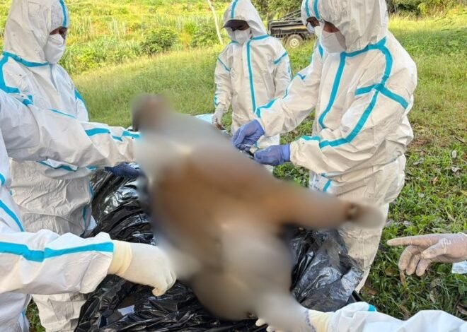 Kementerian Kehutanan Lakukan Investigasi Penyebab Kematian Harimau Sumatera di MukoMuko
